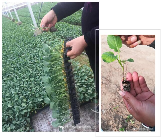 常州亞美(měi)柯西(xī)蘭花(huā)缽苗移栽機(jī)...